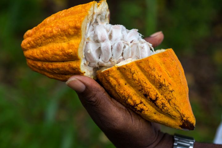 What is cacao?